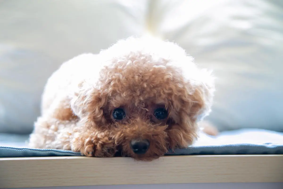 Teacup poodle with a vet, showing the importance of regular veterinary check-ups and care