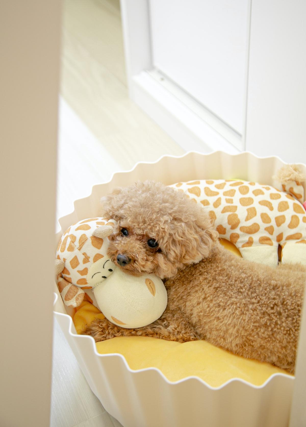 A small teacup poodle with freshly groomed fur and a colorful bow on its head, looking happy and content