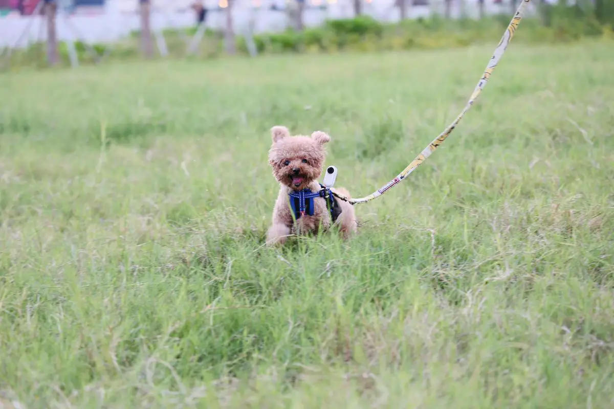 mastering-teacup-poodle-grooming-a-how-to-guide