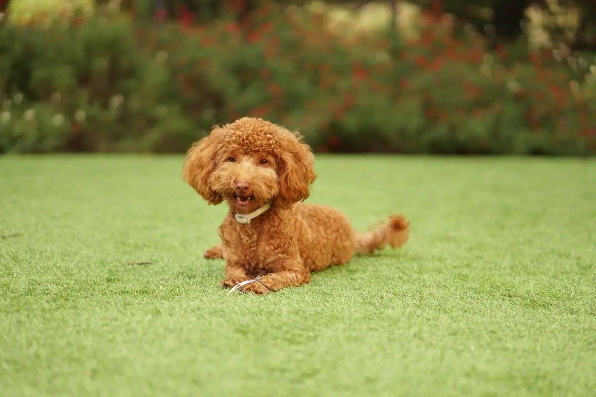 A cute photo of a teacup poodle sitting on the grass with a pink bow on its ear.
