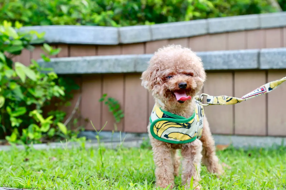 A small Teacup Poodle standing on grass