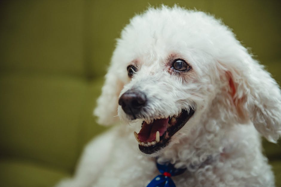 A close-up of a Teacup Poodle's face, looking directly at the camera with its tongue out.