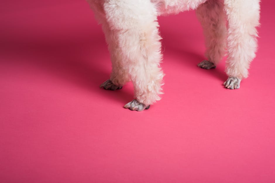 A toy poodle standing on a table, showing its small size.