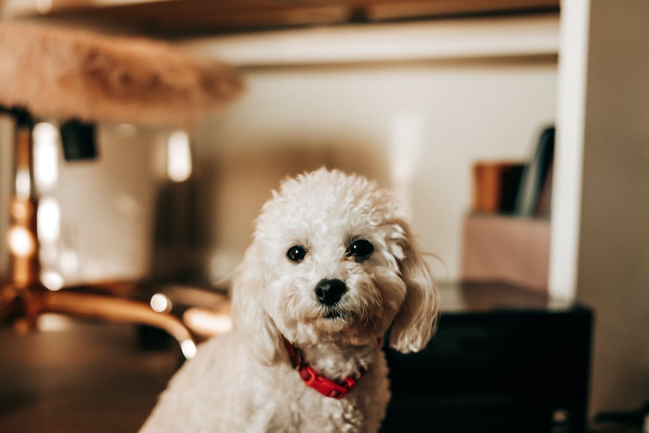 Image of Toy Poodle illustrating size and weight progression.