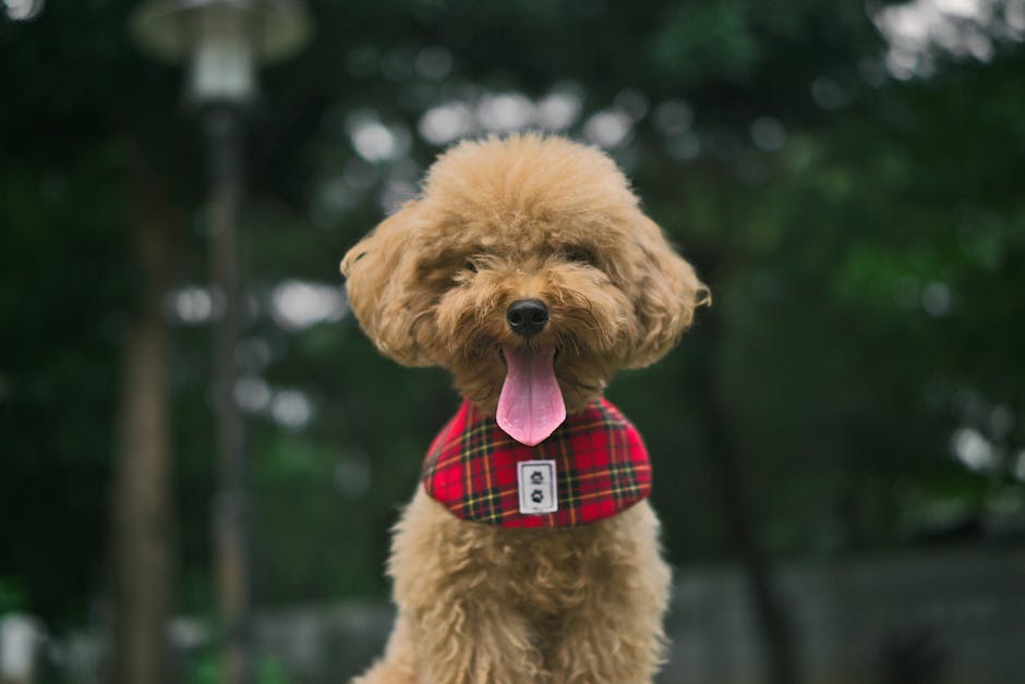 A Toy Poodle stands with its ears up, looking directly into the camera in a living room setting.