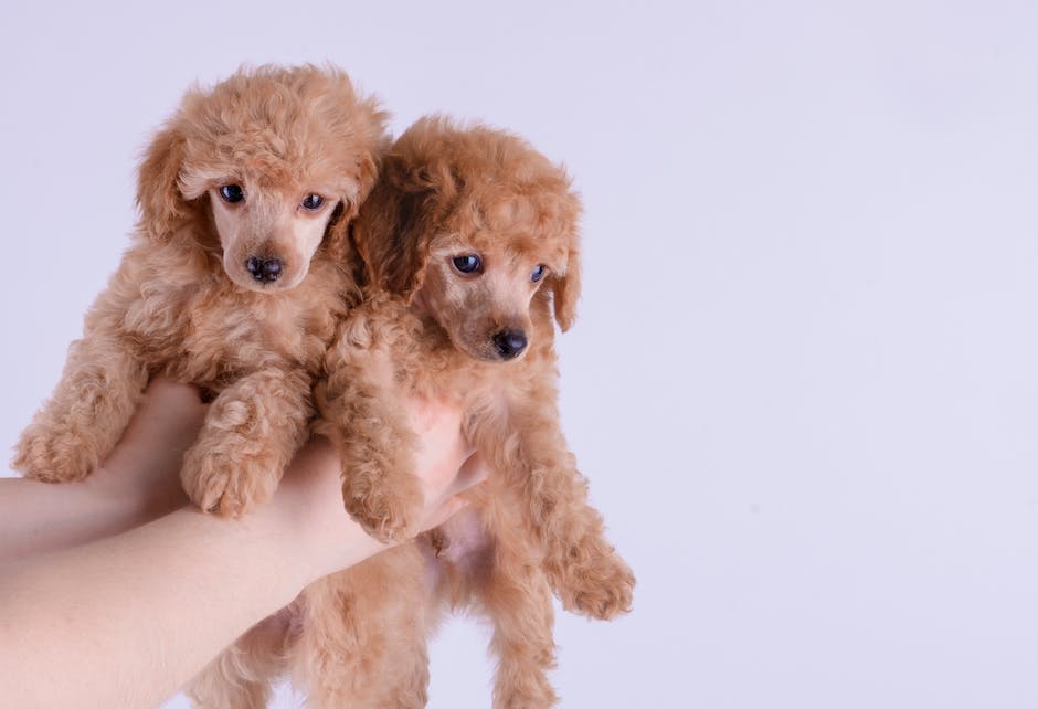 Image depicting poodles and doodles together, showcasing their different sizes and coat textures.